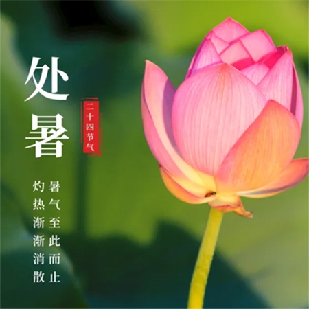 大芒追剧app,剧迷探险：沉浸式追剧与角色养成-3