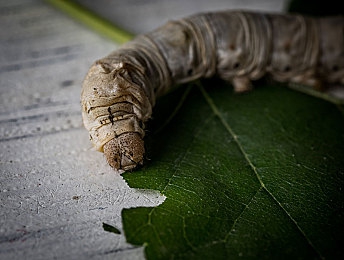 叶渺渺夹住跑步体育课的原因｜挑战自我，叶渺渺“夹住”跑步体育课：勇敢挑战背后的成长故事-1