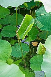 葫芦娃app,葫芦娃：经典重现，策略冒险新体验-3